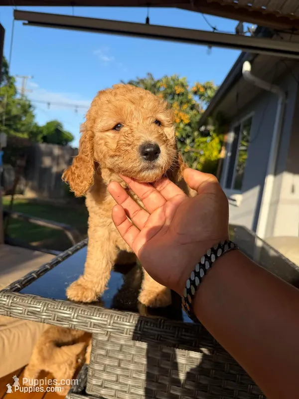Ms Hot Pink – Goldendoodle puppy for sale in Stockton, CA