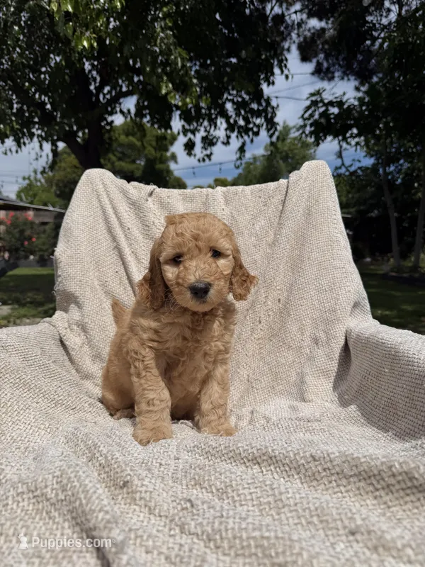 Ms Hot Pink – Goldendoodle puppy for sale in Stockton, CA