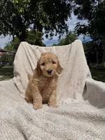 Ms Hot Pink, a female Goldendoodle for sale in Stockton, CA – Photo 1 of 4