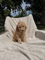 Ms Hot Pink, a female Goldendoodle for sale in Stockton, CA – Photo 3 of 4