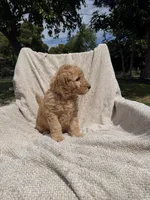 Ms Hot Pink, a female Goldendoodle for sale in Stockton, CA – Photo 2 of 4