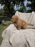 Ms Hot Pink, a female Goldendoodle for sale in Stockton, CA – Photo 4 of 4