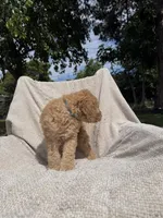 Lil Blue, a male Goldendoodle for sale in Stockton, CA – Photo 4 of 4