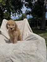 Lil Blue, a male Goldendoodle for sale in Stockton, CA – Photo 3 of 4