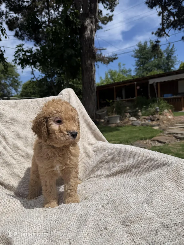 Lil Blue – Goldendoodle puppy for sale in Stockton, CA