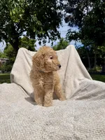Lil Blue, a male Goldendoodle for sale in Stockton, CA – Photo 2 of 4