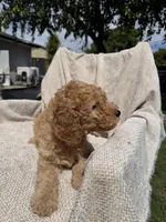 Purple, a female Goldendoodle for sale in Stockton, CA – Photo 4 of 4