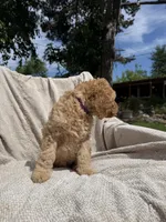 Purple, a female Goldendoodle for sale in Stockton, CA – Photo 3 of 4