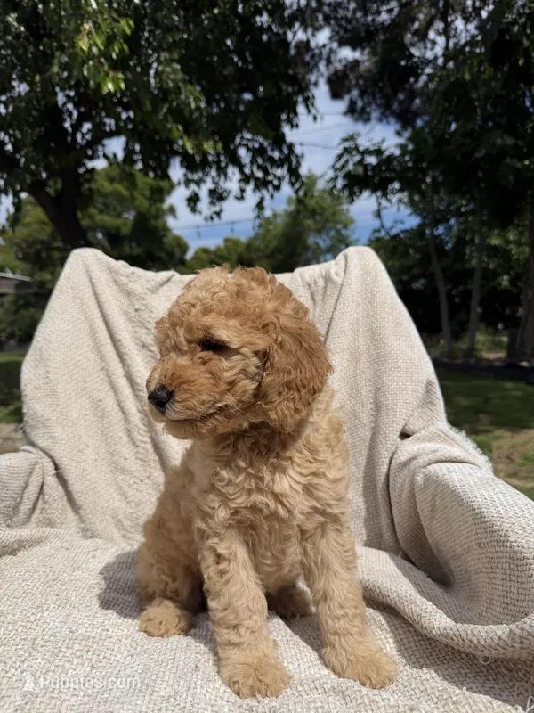 Purple – Goldendoodle puppy for sale in Stockton, CA