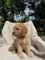 Purple, a female Goldendoodle for sale in Stockton, CA – Photo 1 of 4