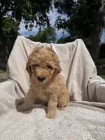 Purple, a female Goldendoodle for sale in Stockton, CA – Photo 2 of 4