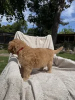 Lil Red, a male Goldendoodle for sale in Stockton, CA – Photo 2 of 4