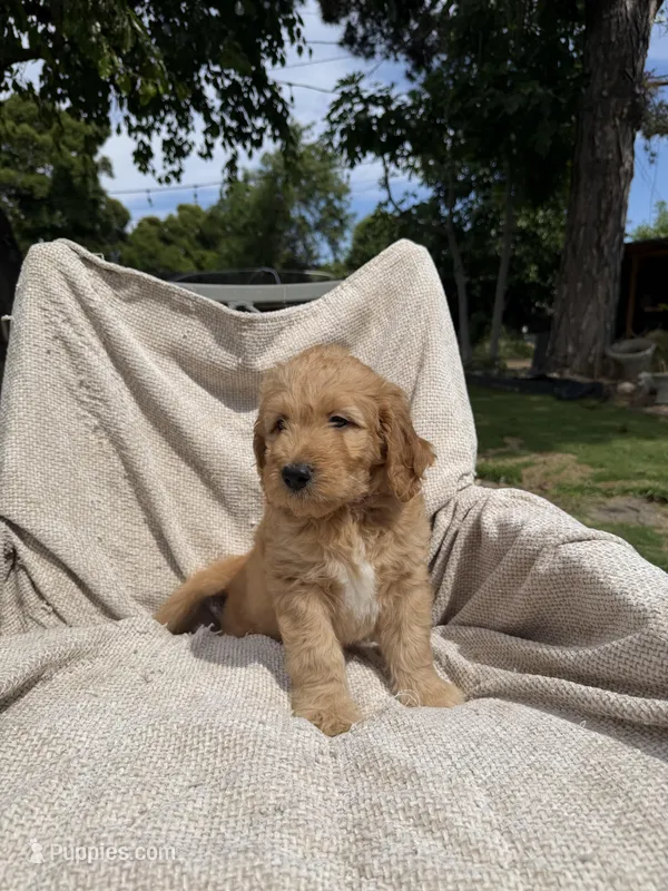 Lil Red – Goldendoodle puppy for sale in Stockton, CA