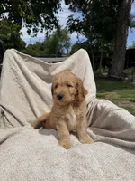 Lil Red, a male Goldendoodle for sale in Stockton, CA – Photo 1 of 4