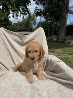 Lil Red, a male Goldendoodle for sale in Stockton, CA – Photo 3 of 4