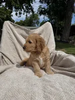 Lil Red, a male Goldendoodle for sale in Stockton, CA – Photo 4 of 4