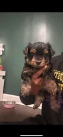 You can choose the name you’d like , a male Yorkshire Terrier for sale in New City, NY – Photo 4 of 4