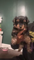 You can choose the name you’d like , a male Yorkshire Terrier for sale in New City, NY – Photo 2 of 4