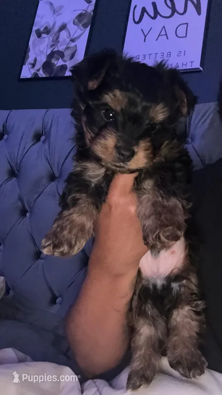 You can choose the name you’d like  – Yorkshire Terrier puppy for sale in New City, NY
