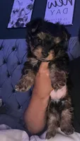 You can choose the name you’d like , a male Yorkshire Terrier for sale in New City, NY – Photo 1 of 4