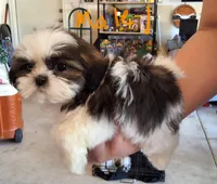 Male 1, a male Shih Tzu for sale in San Antonio, TX – Photo 2 of 5