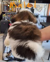 Male 1, a male Shih Tzu for sale in San Antonio, TX – Photo 3 of 5