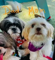 Male 1, a male Shih Tzu for sale in San Antonio, TX – Photo 4 of 5