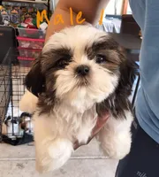 Male 1, a male Shih Tzu for sale in San Antonio, TX – Photo 1 of 5