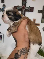 Female 2, a female Shih Tzu for sale in San Antonio, TX – Photo 5 of 8