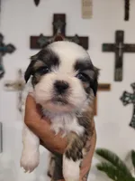 Female 2, a female Shih Tzu for sale in San Antonio, TX – Photo 7 of 8