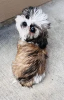 Female 2, a female Shih Tzu for sale in San Antonio, TX – Photo 3 of 8