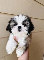 Female 2, a female Shih Tzu for sale in San Antonio, TX – Photo 1 of 8