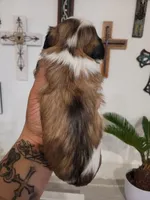 Female 2, a female Shih Tzu for sale in San Antonio, TX – Photo 8 of 8