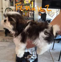 Female  2, a female Shih Tzu for sale in San Antonio, TX – Photo 2 of 4