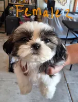 Female  2, a female Shih Tzu for sale in San Antonio, TX – Photo 1 of 4