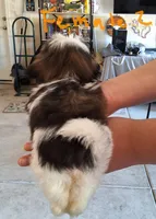 Female  2, a female Shih Tzu for sale in San Antonio, TX – Photo 3 of 4