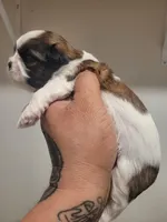 Male 3, a male Shih Tzu for sale in San Antonio, TX – Photo 2 of 4