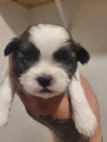 Male 3, a male Shih Tzu for sale in San Antonio, TX – Photo 1 of 4