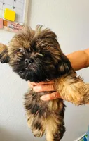Chocolate Female, a female Shih Tzu for sale in San Antonio, TX – Photo 3 of 5