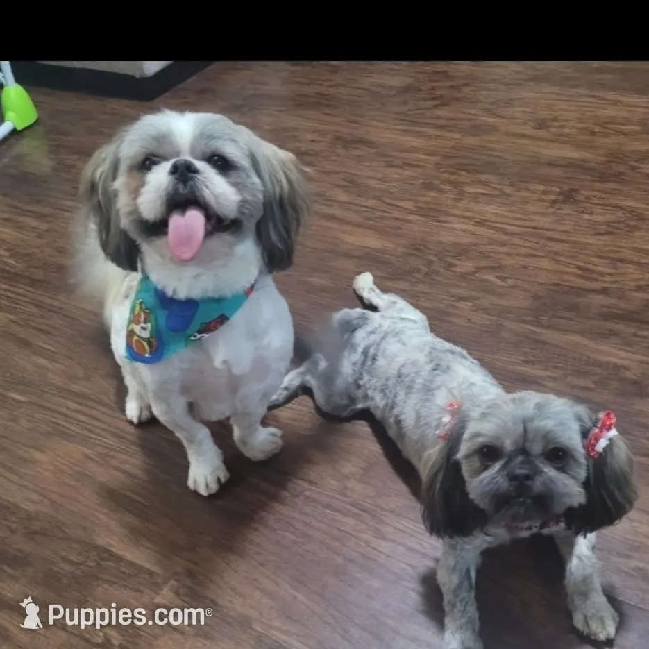 Chocolate Female, a female Shih Tzu for sale in San Antonio, TX – Photo 4 of 5