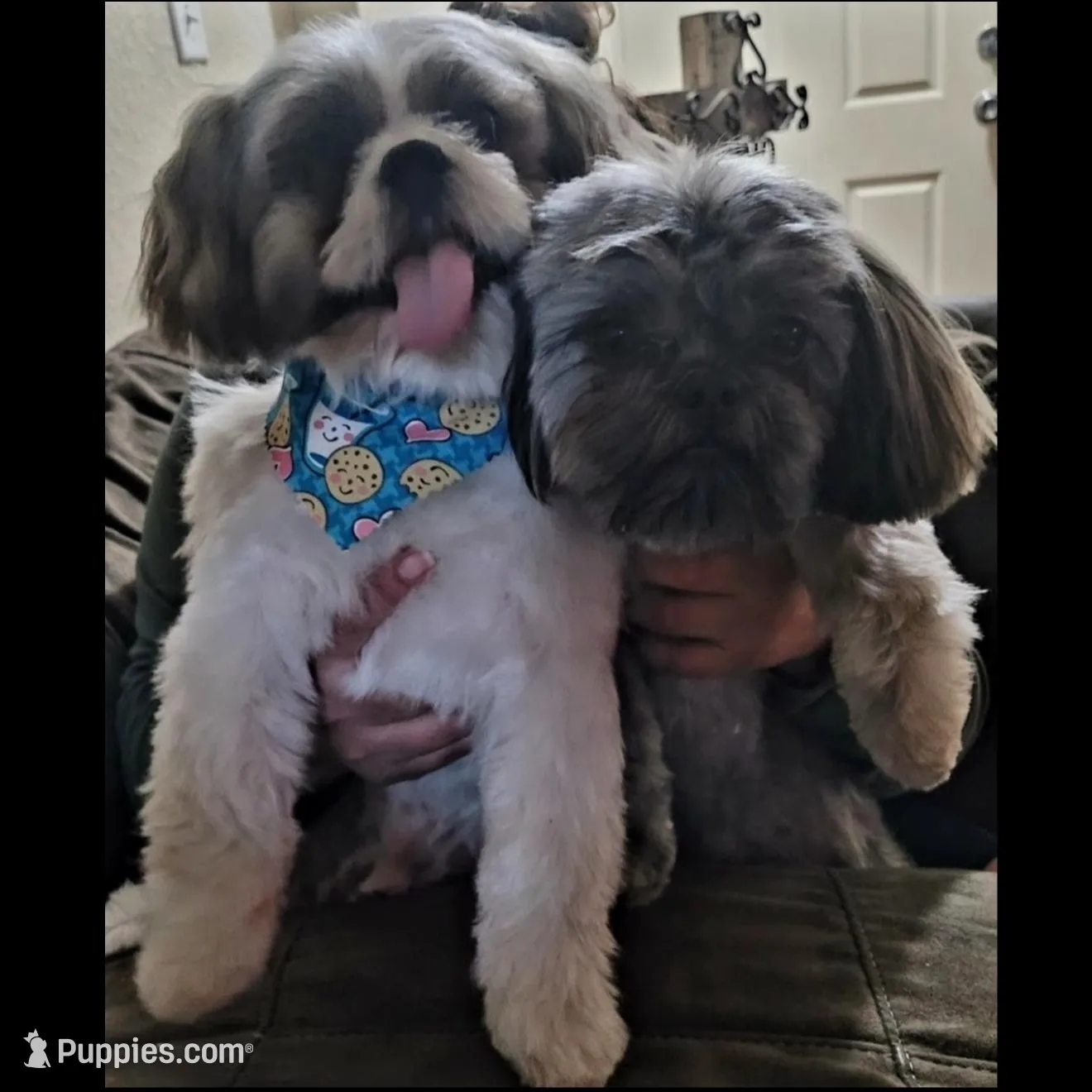 Chocolate Female, a female Shih Tzu for sale in San Antonio, TX – Photo 5 of 5