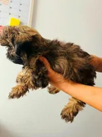 Chocolate Female, a female Shih Tzu for sale in San Antonio, TX – Photo 2 of 5