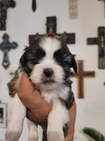 Female 1, a female Shih Tzu for sale in San Antonio, TX – Photo 1 of 4