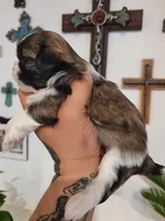 Female 1, a female Shih Tzu for sale in San Antonio, TX – Photo 2 of 4