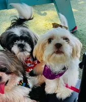 Female 1, a female Shih Tzu for sale in San Antonio, TX – Photo 4 of 4