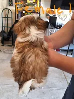 Female 1, a female Shih Tzu for sale in San Antonio, TX – Photo 3 of 4