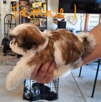 Female 1, a female Shih Tzu for sale in San Antonio, TX – Photo 2 of 4