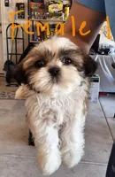 Female 1, a female Shih Tzu for sale in San Antonio, TX – Photo 1 of 4