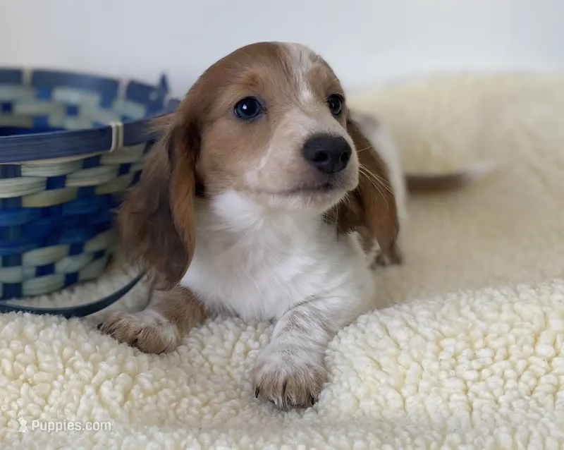 Wallon, a male Miniature Dachshund for sale in Annville, PA – Photo 1 of 4