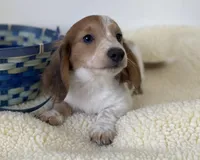 Wallon, a male Miniature Dachshund for sale in Annville, PA – Photo 1 of 4